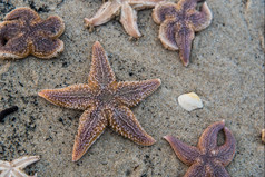 死海星的海滩后风暴