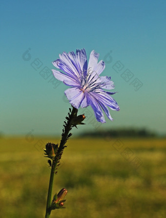 常见的菊苣花Cichoriumintybus