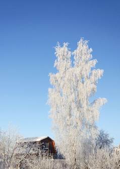 国家冬天景观雪桦木树小木房子俄罗斯村