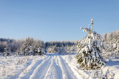雪冬天森林景观国家路雪树覆盖与白霜阳光明媚的一天