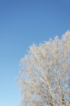只桦木树覆盖与白霜蓝色的天空背景阳光明媚的冬天一天