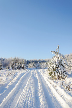 冬天森林景观雪国家路树覆盖与白霜阳光明媚的一天