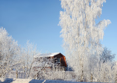 国家冬天景观雪桦木树小木房子俄罗斯村