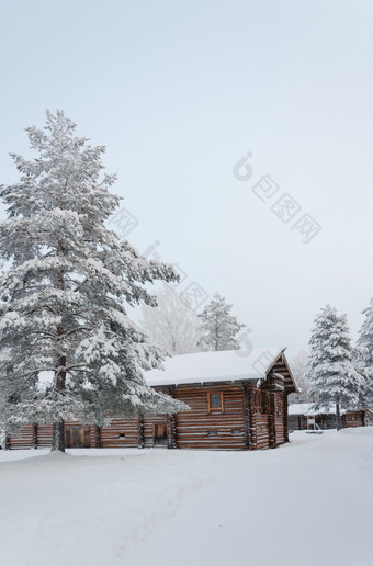 老木农民房子之间的雪松树北部俄罗斯开放空气博物馆马利耶科莱阿尔汉格尔斯克的地区俄罗斯冷淡的冬天一天