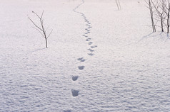 的足迹深雪农村阳光明媚的冬天一天