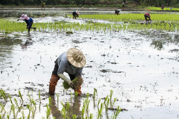泰国农民种植年轻的大米发芽