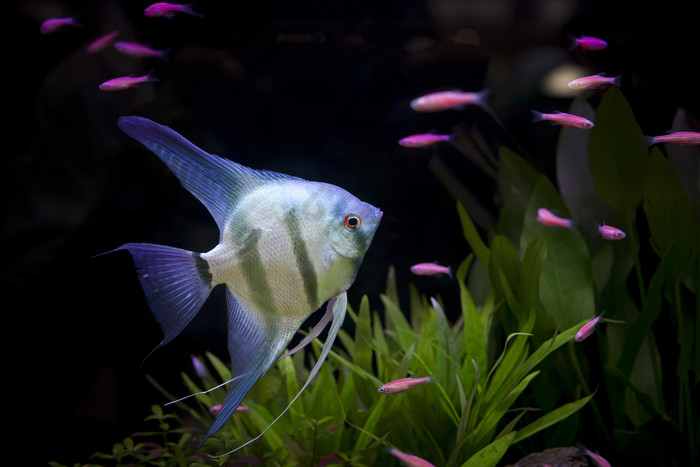 角鱼水族馆角鱼