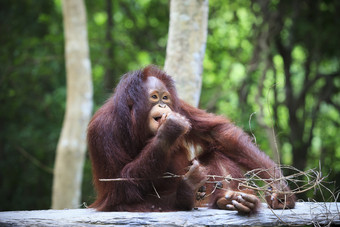 印尼猩猩与自然模糊的背景使用为动物主题nad野生生活主题