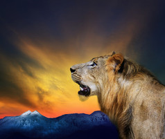 一边视图关闭头拍摄年轻的狮子咆哮对美丽的微暗的天空和岩石山使用为自然野生生活和动物主题