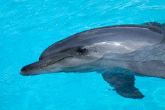 微笑海豚游泳的蓝色的水