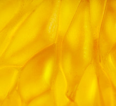 照片的结构模式柠檬水照片细胞颗粒橙色柠檬葡萄柚特写镜头为背景