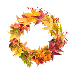 秋天概念花环枫木和橡木叶子红色的浆果花和南瓜橙色黄色的和红色的颜色的白色背景