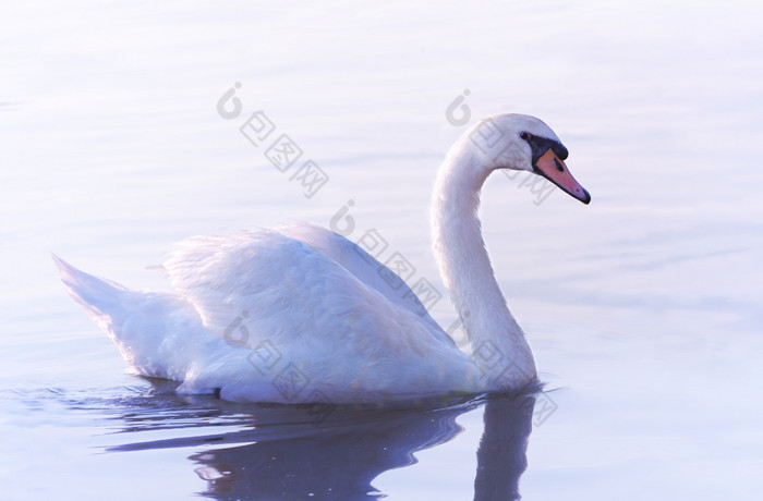 温柔的白色天鹅游泳的平静河多瑙河贝尔格莱德射线的不断上升的太阳颜色的羽毛的天鹅粉红色的和蓝色的音调温柔的白色天鹅游泳的平静水
