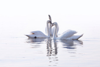 温柔的白色天鹅是游泳的平静河多瑙河贝尔格莱德三个白色天鹅是游泳的平静水