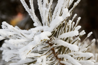 雪的<strong>松针</strong>关闭白色雪的<strong>松针</strong>