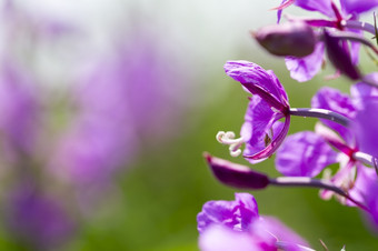 夏天羽扇<strong>豆花</strong>朵羽扇<strong>豆花</strong>朵美丽的夏天一天