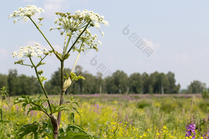 白色花背景绿色字段和森林白色花的前景背景绿色字段和森林