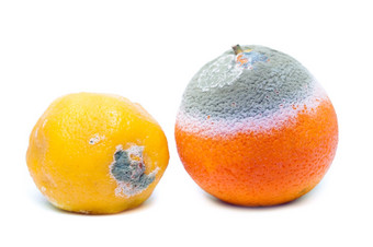 发霉的腐烂的橙色而且柠檬水果孤立的白色