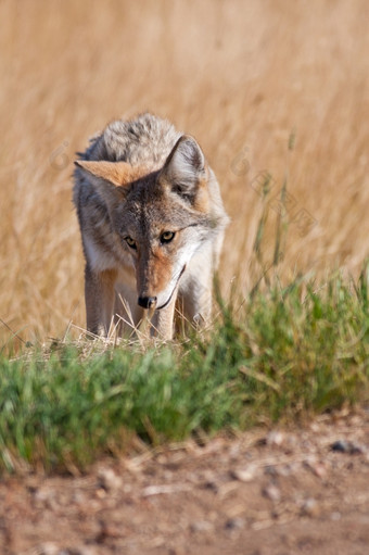 野生土狼的一边的路拍摄的阿尔伯塔省荒地附近医学他阿尔伯塔省加拿大