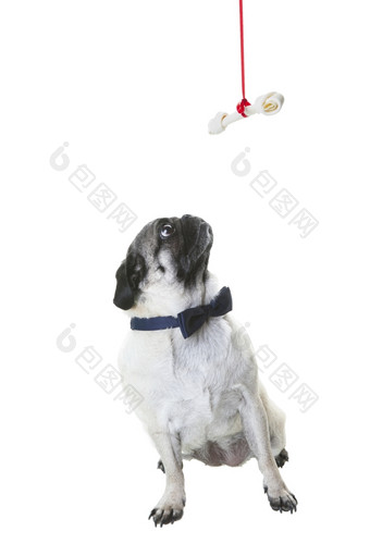 纯种哈巴狗穿着海军蓝色的领结看她的圣诞节骨挂从红色的丝带拍摄白色背景