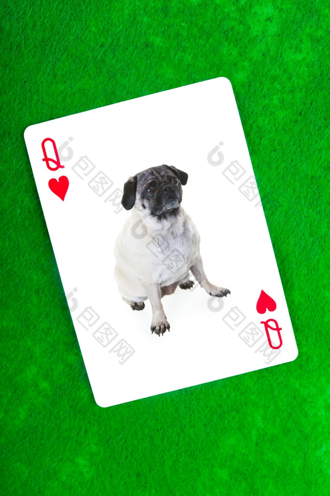 纯种哈巴狗玩卡对绿色感觉拟合框架为小狗谁认为她女王!