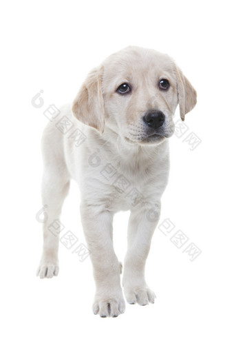 两个月老拉布拉多Retiever小狗站而且凝视着伤感地拍摄白色背景