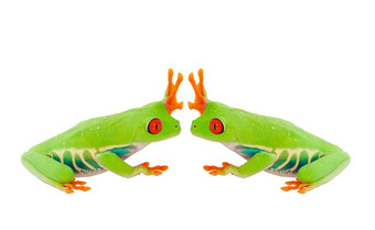 两个红眼的树青蛙给每一个其他的高五个拍摄白色背景