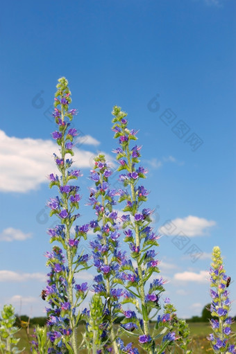 集团开花植物的背景蓝色的天空几个蜜蜂<strong>思路</strong>的花