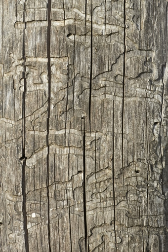 细节老木日志与树皮甲虫损坏的表面