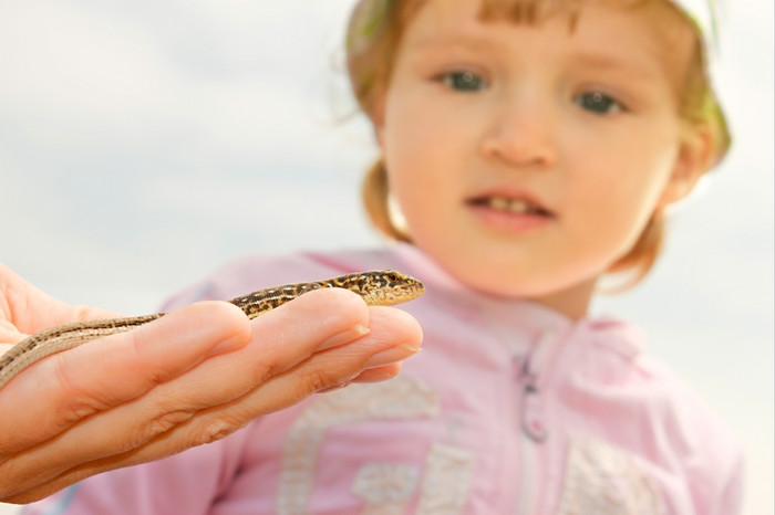 小女孩看惊讶的是的蜥蜴的手成人人