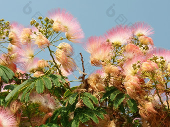 开花Albizia<strong>拉丁</strong>的名字Albiziajulibrissin亚科含羞草科的家庭蚕豆科这些树灌木是一般被称为也丝绸植物丝绸树西里塞斯