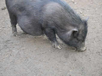 灰色越南大腹便便的猪的土壤背景特写镜头