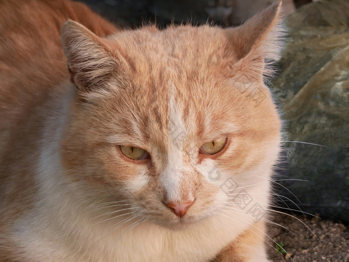成熟的大红色的猫肖像在户外特写镜头红色的猫肖像在户外红色的猫肖像在户外