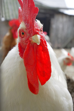 成熟的白色公鸡与红色的梳子看直的精品背景特写镜头