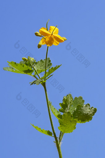 <strong>白屈菜</strong>植物开花背景万里无云的蓝色的天空阳光明媚的春天一天<strong>白屈菜</strong>花的蓝色的天空背景