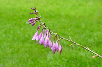 美丽的巨大的湿<strong>风铃</strong>草植物开花夏季<strong>风铃</strong>与紫色的和紫罗兰色的色调细长的花的绿色草原模糊的背景后的雨特写镜头