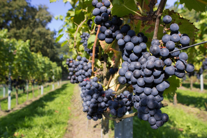 群蓝色的葡萄挂水果附近路径葡萄园