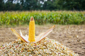 玉米棒子切碎玉米农业区域