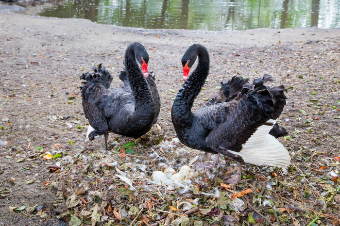 夫妇黑色的天鹅捍卫鸡蛋巢附近池塘