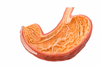 内部人工人类肠子模型孤立的白色