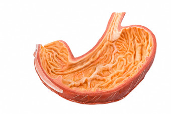 内部<strong>人工</strong>人类肠子模型孤立的白色