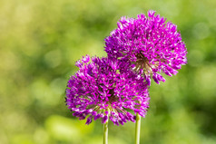 两个紫色的花观赏洋葱在一起孤立的绿色背景
