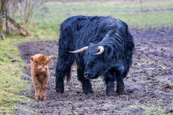 黑色的妈妈。苏格兰苏格兰高地的人牛站附近新生儿棕色（的）牛小腿春天季节