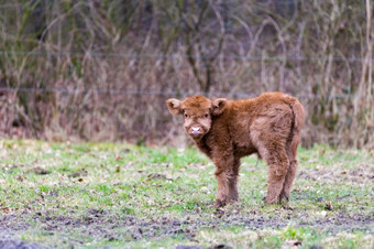 新生儿棕色（的）苏格兰苏格兰高地的人牛小腿站春天草地