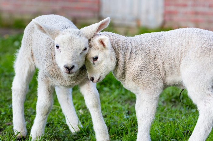 两个拥抱而且爱的羊羔头在一起春天季节图片