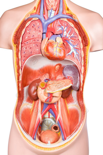 人工人类躯干模型与器官孤立的白色背景