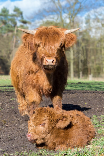 妈妈。苏格兰苏格兰高地的人牛站附近新生儿棕色（的）小腿草地