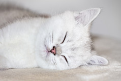 关闭头年轻的白色小猫睡觉