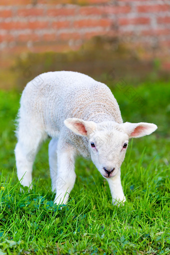 新生儿白色羊肉站绿色草新生儿白色羊肉站草地在春天