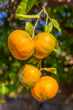 四个橙色官员挂树果园